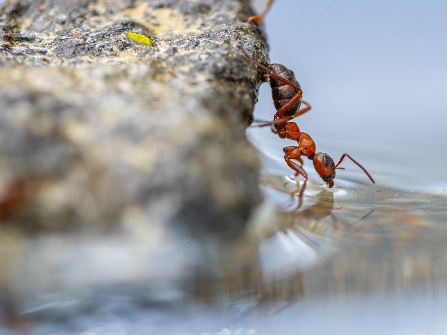 Dykande myra